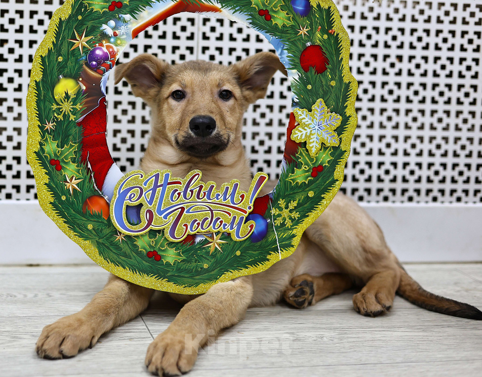 Собаки в Москве: Щенки бесплатно в Москве Девочка, Бесплатно - фото 1