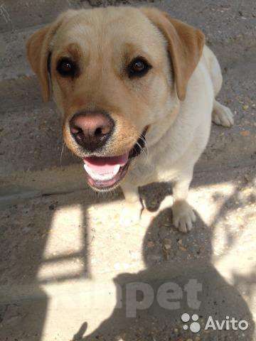 Собаки в Ессентуках: Кабель для Вязки, Бесплатно - фото 1