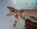 Кошки в Севастополе: Рыжый котенок Девочка, Бесплатно - фото 1
