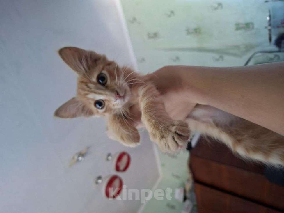 Кошки в Севастополе: Рыжый котенок Девочка, Бесплатно - фото 1