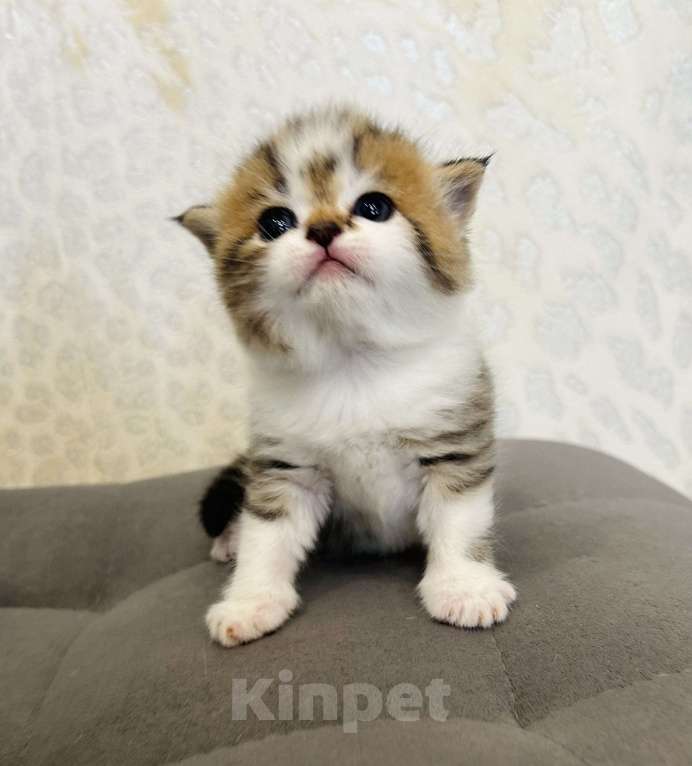 Кошки в Нижнем Новгороде: Прямоухий полосатый котик Мальчик, 20 000 руб. - фото 2
