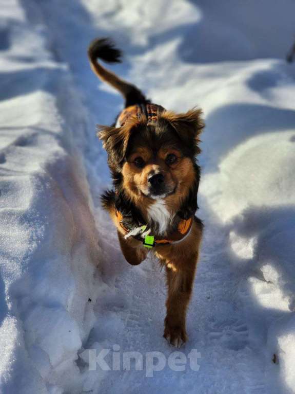 Собаки в Москве: Привет :) Я Бильбо Мальчик, Бесплатно - фото 8