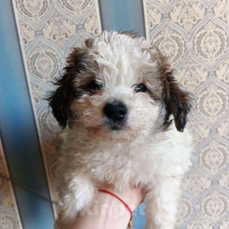 Собаки в Липецке: Мальтипу Мальчик, 20 000 руб. - фото 1