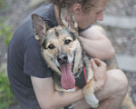 Собаки в Москве: Соня Девочка, Бесплатно - фото 1
