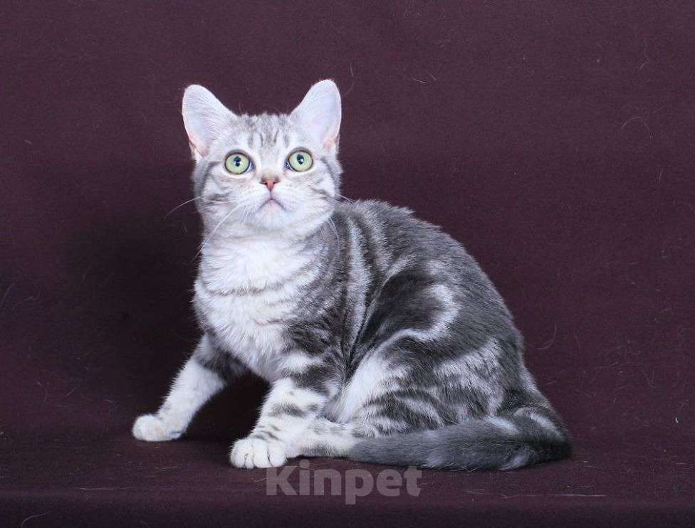 Кошки в Ликино-Дулево: Американская короткошерстная Девочка, Бесплатно - фото 2