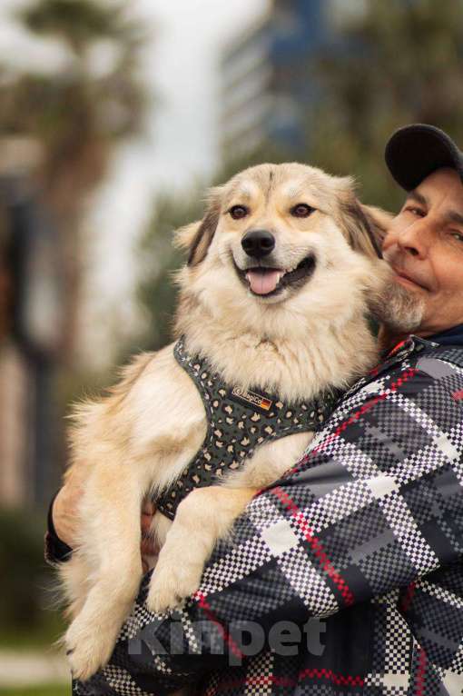 Собаки в Москве: Белкин 2,5 года ищет дом. Мальчик, Бесплатно - фото 10