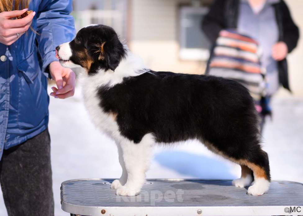 Собаки в других городах Московской области: Продается девочка миниаусси Девочка, 60 000 руб. - фото 2