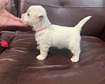 Собаки в Санкт-Петербурге: Щенки Вест-Хайлен-Вайт-Терьеров Разнополые, 65 000 руб. - фото 5