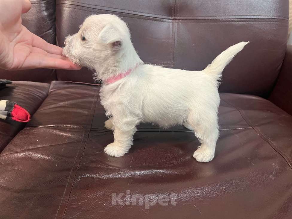 Собаки в Санкт-Петербурге: Щенки Вест-Хайлен-Вайт-Терьеров Разнополые, 65 000 руб. - фото 5