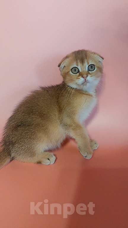 Кошки в Москве: Шотландская девочка Девочка, 25 000 руб. - фото 2