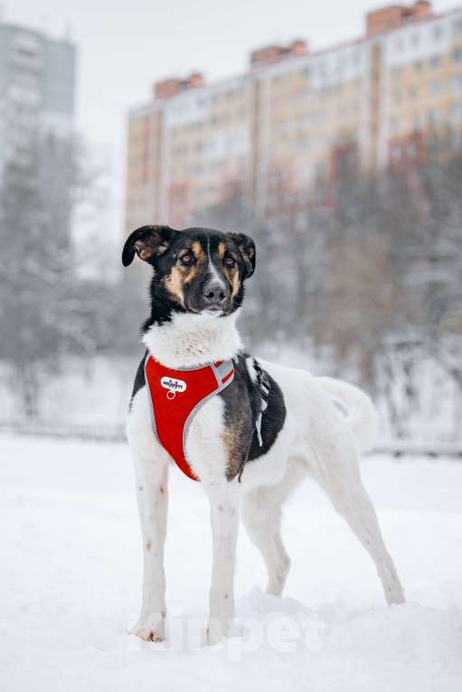 Собаки в других городах Московской области: Солнечный мальчишка ждёт семью в приюте Мальчик, Бесплатно - фото 2