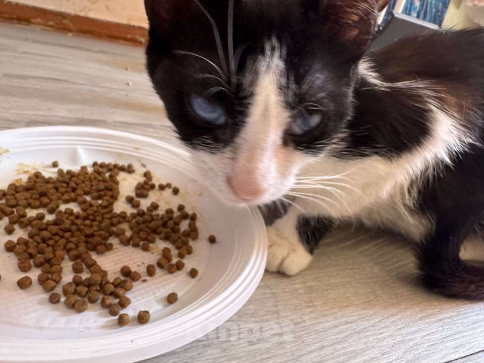 Кошки в Севастополе: марка Девочка, Бесплатно - фото 6