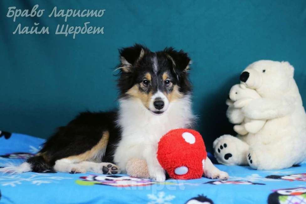 Собаки в Рязани: Подрощеные щенки шелти. Мальчик, 50 000 руб. - фото 4