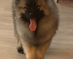 Собаки в Москве: Немецкий вольфшпиц/ кеемхонд Девочка, 100 000 руб. - фото 1