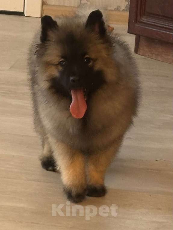 Собаки в Москве: Немецкий вольфшпиц/ кеемхонд Девочка, 100 000 руб. - фото 1