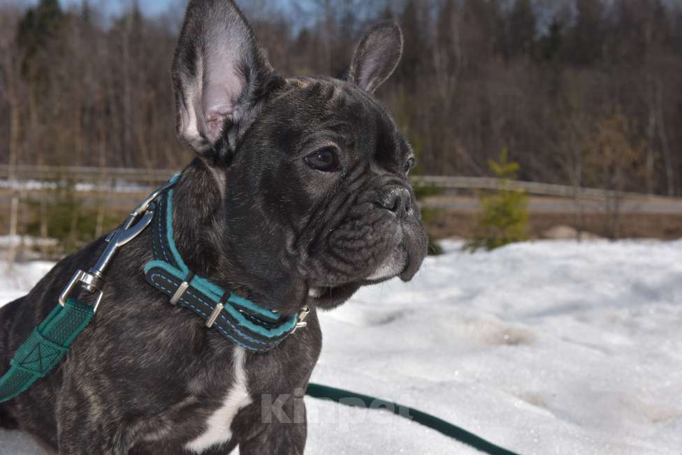 Собаки в Москве: Тигровый мальчик Мальчик, 45 000 руб. - фото 7