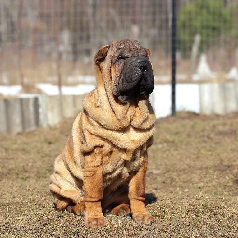 Собаки в Туле: Щенки шар пей Девочка, Бесплатно - фото 1