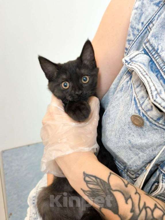 Кошки в Москве: Котенок Зира ищет дом Девочка, Бесплатно - фото 2