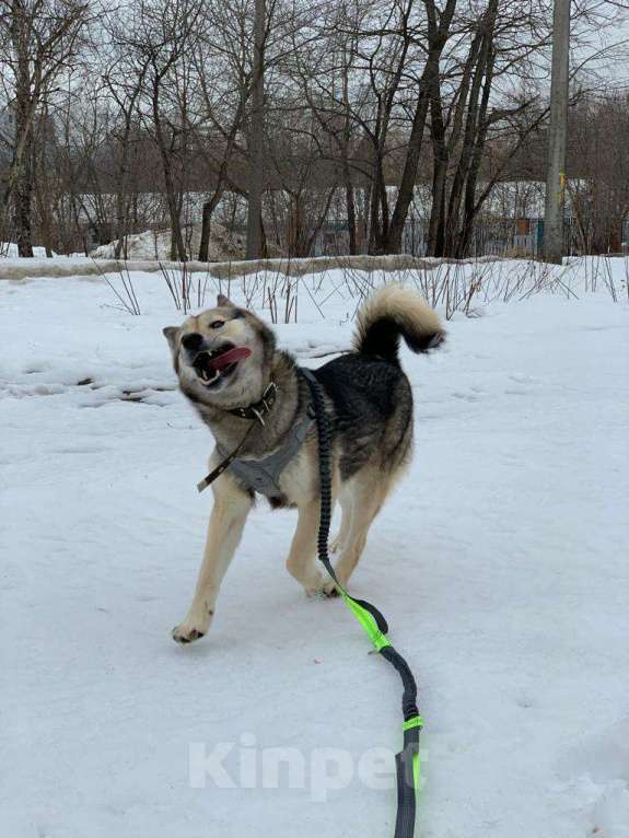 Собаки в Москве: Лилу Девочка, Бесплатно - фото 5