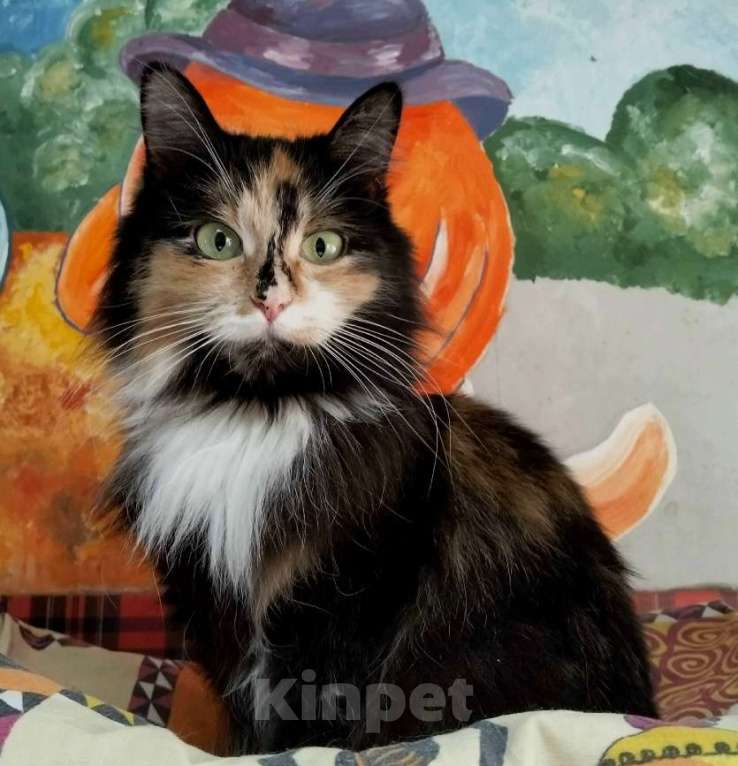 Кошки в Воронеже: Вики - кошка компаньон ищет дом Девочка, Бесплатно - фото 1