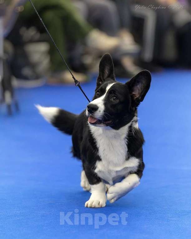 Собаки в Санкт-Петербурге: Племенной кобель Вельш корги кардиган Мальчик, Бесплатно - фото 8