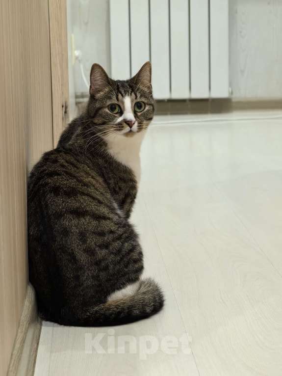 Кошки в Петрозаводске: Протестующего кота в любящую семью Мальчик, Бесплатно - фото 6