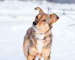 Собаки в Санкт-Петербурге: Очень трогательная собачка Девочка, Бесплатно - фото 2