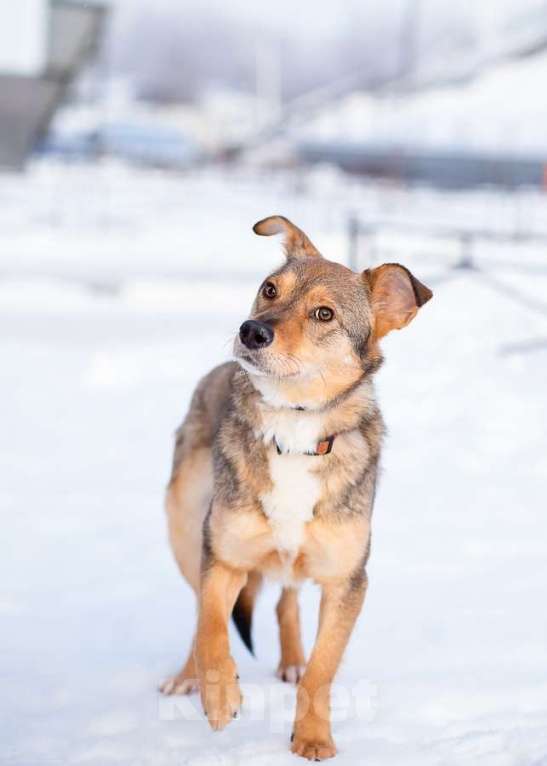 Собаки в Санкт-Петербурге: Очень трогательная собачка Девочка, Бесплатно - фото 2