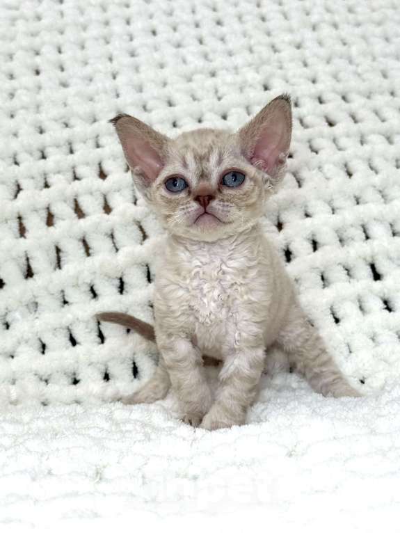 Кошки в Лобне: Девон Рекс котенок девочка Девочка, Бесплатно - фото 9
