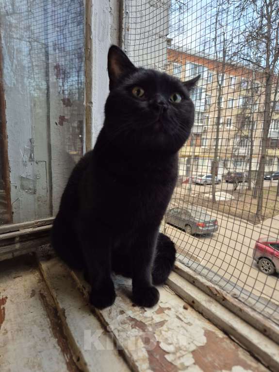 Кошки в Москве: Милош попал в передрягу Мальчик, Бесплатно - фото 5