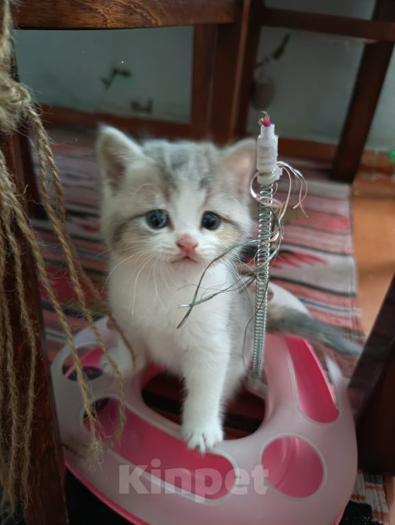 Кошки в Прокопьевске: Продам шотландских породистых котят Разнополые, 10 000 руб. - фото 1