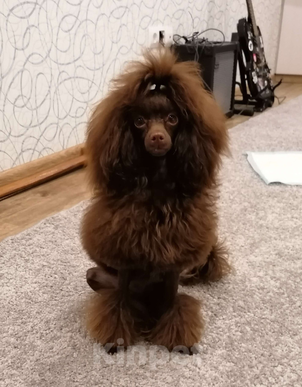 Собаки в Геленджике: Той пудель коричневый мальчик Мальчик, 99 999 руб. - фото 7