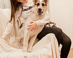 Собаки в Москве: Дольче в поисках дома Девочка, Бесплатно - фото 4