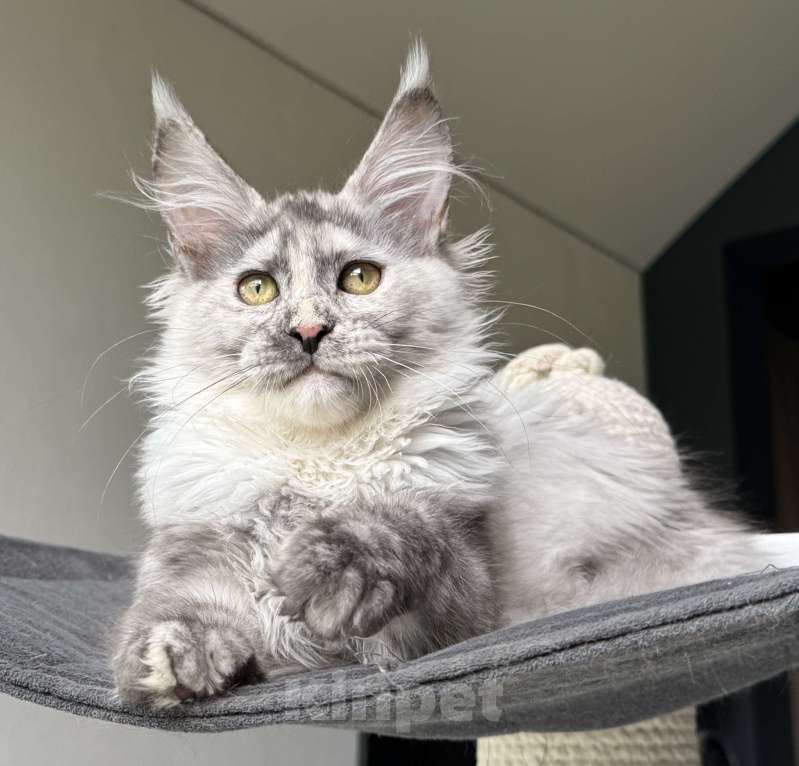 Кошки в Москве: Котята Мейн Кун Девочка, 50 000 руб. - фото 1