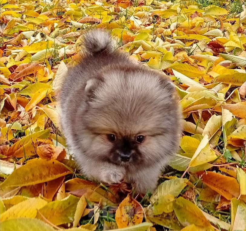 Собаки в Воронеже: Шпиц мишка Девочка, Бесплатно - фото 7