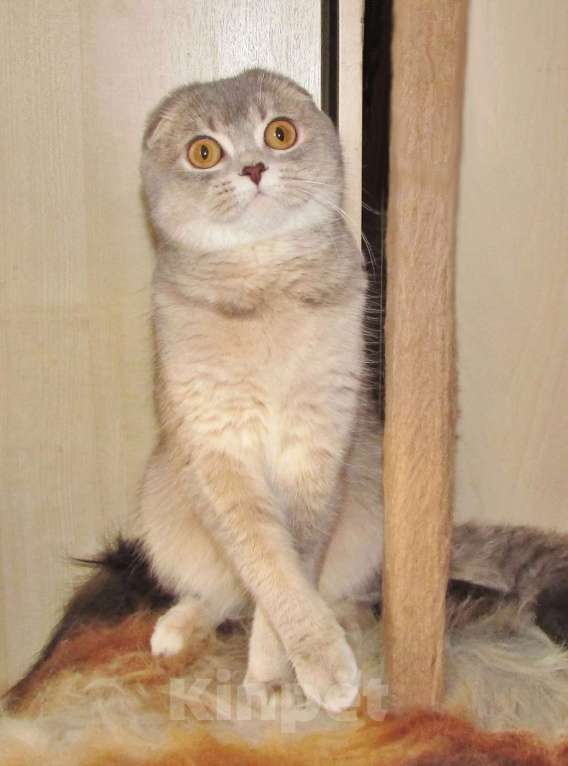 Кошки в Санкт-Петербурге: шотландская кошечка в разведение или в любимцы Девочка, Бесплатно - фото 2