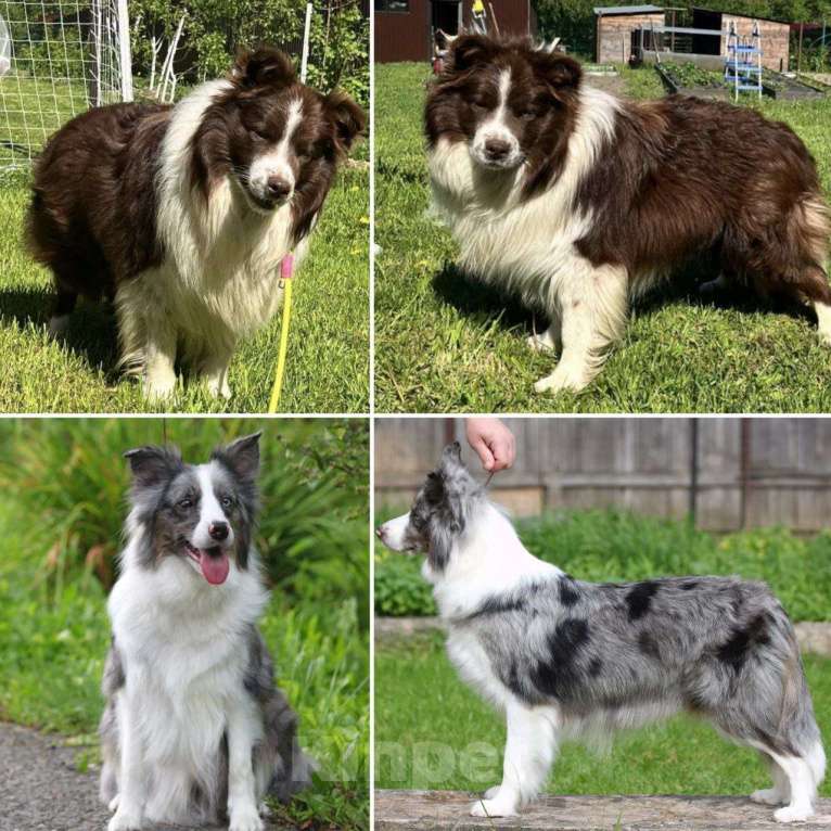 Собаки в других городах Московской области: Бордер колли шоколадные и мраморные мальчики Мальчик, 80 000 руб. - фото 10