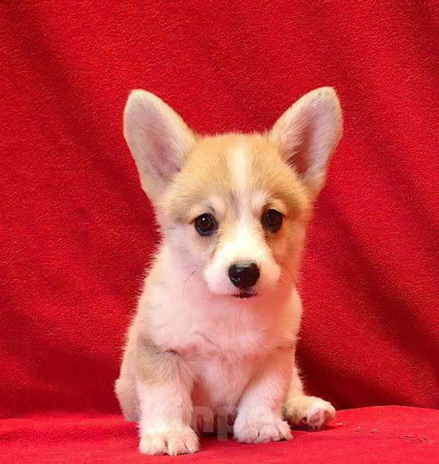 Собаки в Москве: Рыжики Мальчик, 50 000 руб. - фото 3