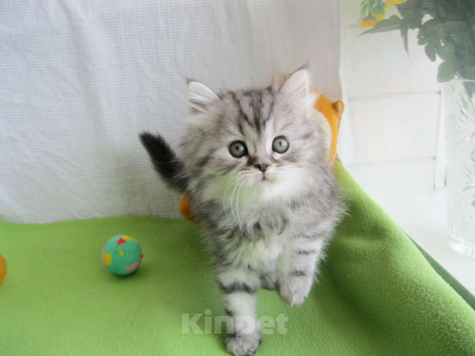 Кошки в Ставрополе: Чистокровный шотландский котенок Мальчик, 7 000 руб. - фото 3
