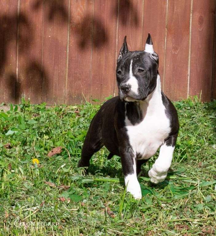 Собаки в других городах Московской области: Чёрная девочка амстафф Девочка, 60 000 руб. - фото 8