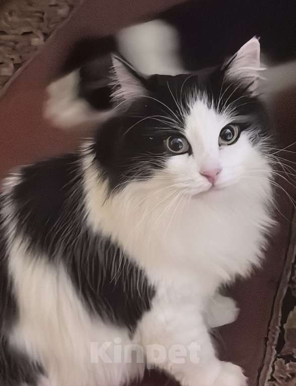 Кошки в Липецке: Отдам в добрые руки Девочка, Бесплатно - фото 1