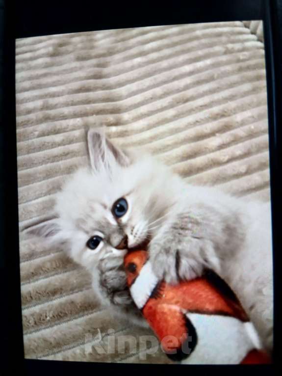 Кошки в Москве: Пушистые умные малыши Мальчик, Бесплатно - фото 2