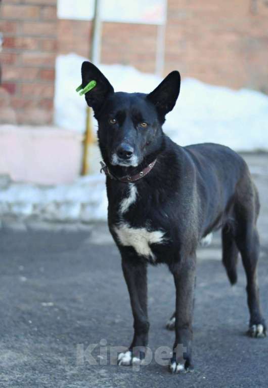 Собаки в Москве: у Проши умер хозяин Мальчик, Бесплатно - фото 6