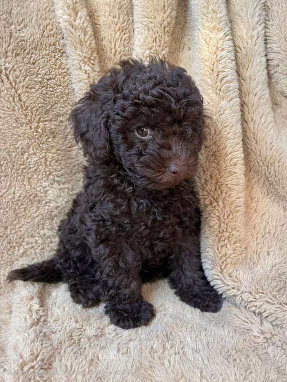 Собаки в Москве: Мини пудель Девочка, 150 000 руб. - фото 1