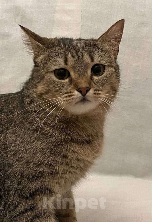 Кошки в Москве: Кошечке Марфе нужен дом Девочка, Бесплатно - фото 6