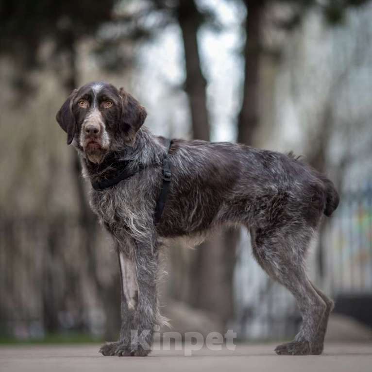 Собаки в Москве: Джесси Девочка, Бесплатно - фото 2