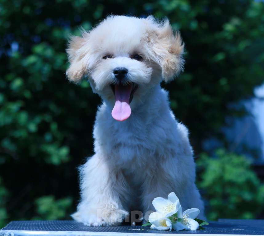 Собаки в Москве: мальтипу Ф1 щенки Девочка, 100 000 руб. - фото 4