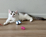 Кошки в Москве: Котенок в добрые руки Девочка, Бесплатно - фото 4
