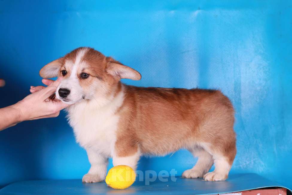 Собаки в Москве: вельш корги пемброк щенки Мальчик, 90 000 руб. - фото 9