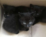 Кошки в других городах Челябинской области: 3 Котика  чернышки Мальчик, Бесплатно - фото 1